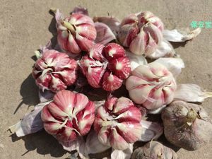 食用蔬菜種子市場 品種、趨勢與批發報價指南